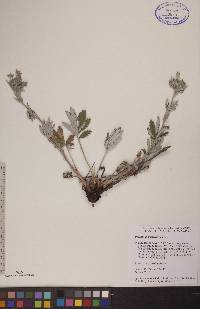 Potentilla pensylvanica image