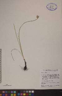 Allium stellatum image