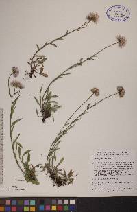 Erigeron glabellus image