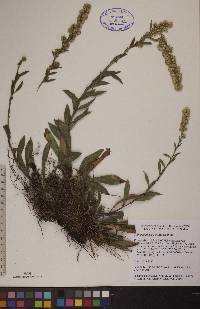 Solidago hispida image