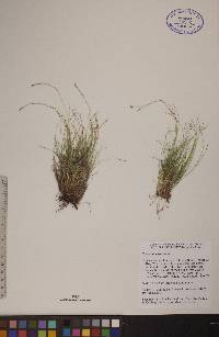 Carex eburnea image