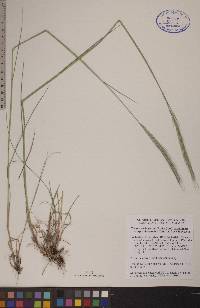 Elymus trachycaulus subsp. subsecundus image