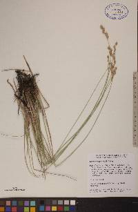 Carex xerantica image