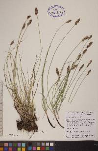 Carex praegracilis image