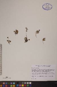 Pyrola chlorantha image