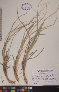 Leymus mollis subsp. mollis image