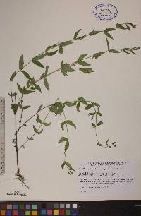 Scutellaria galericulata image