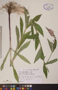 Physostegia virginiana image