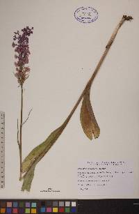 Platanthera psycodes image