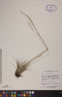 Festuca saximontana image