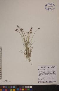 Carex praegracilis image