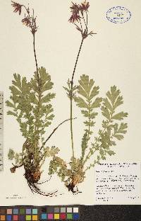 Geum triflorum image