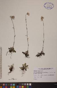 Antennaria neglecta image