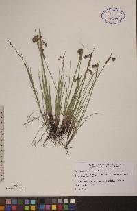 Sisyrinchium mucronatum image