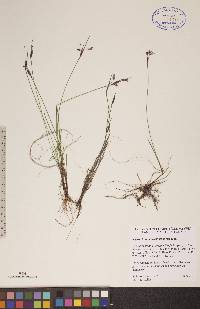 Sisyrinchium mucronatum image