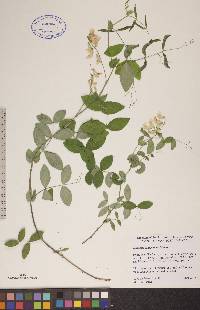 Lathyrus ochroleucus image