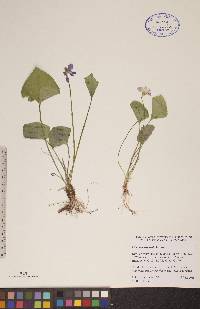 Viola nephrophylla image