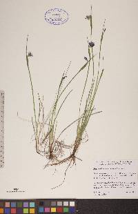 Sisyrinchium mucronatum image