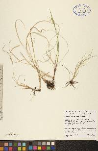 Sisyrinchium campestre image