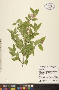 Lonicera tatarica image