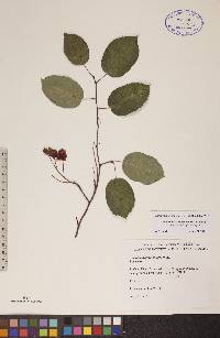 Amelanchier spicata image