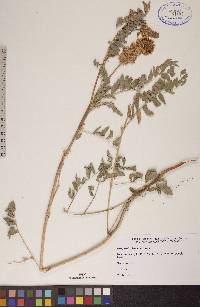 Glycyrrhiza lepidota image