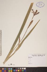 Iris versicolor image