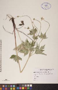 Anemone virginiana var. cylindroidea image