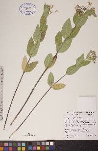 Asclepias ovalifolia image