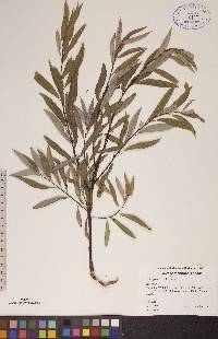 Salix petiolaris image