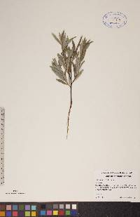 Salix petiolaris image