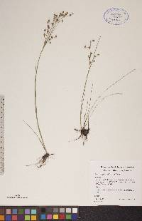 Juncus alpinoarticulatus image