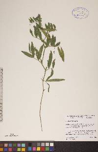 Lathyrus palustris image