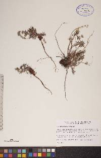 Potentilla bimundorum image