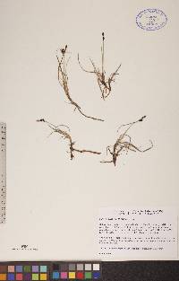 Carex rariflora image