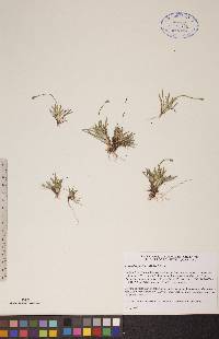 Tofieldia pusilla image