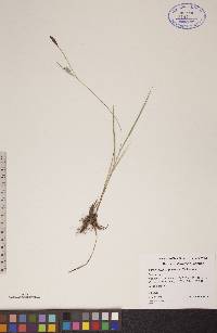 Carex tetanica image