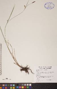 Carex tetanica image