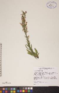 Penstemon gracilis image