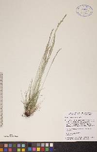 Festuca saximontana image