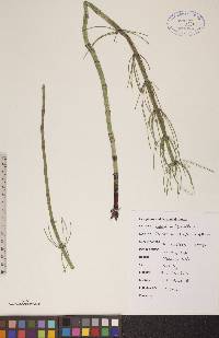 Equisetum fluviatile image