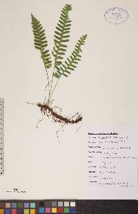 Polypodium sibiricum image