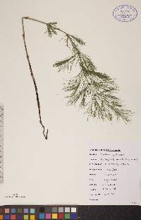 Equisetum sylvaticum image