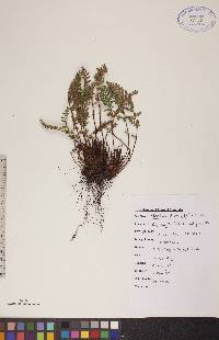 Woodsia ilvensis image