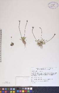 Primula egaliksensis image