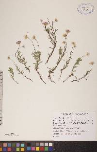 Erigeron hyssopifolius image