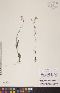 Crepis tectorum image