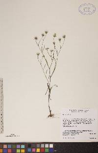 Crepis tectorum image