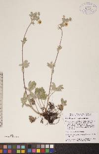 Potentilla gracilis image