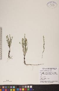 Lepidium densiflorum image